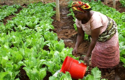 une femme africaine arrose des salades